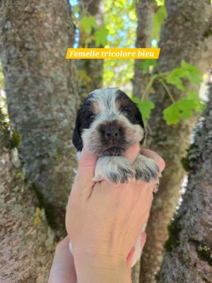 Les chiots de Cocker Spaniel Anglais