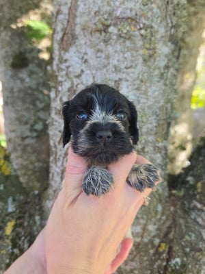 Les chiots de Cocker Spaniel Anglais