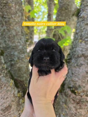 Les chiots de Cocker Spaniel Anglais