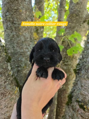 Les chiots de Cocker Spaniel Anglais