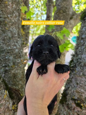 Les chiots de Cocker Spaniel Anglais