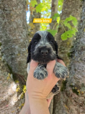 Les chiots de Cocker Spaniel Anglais