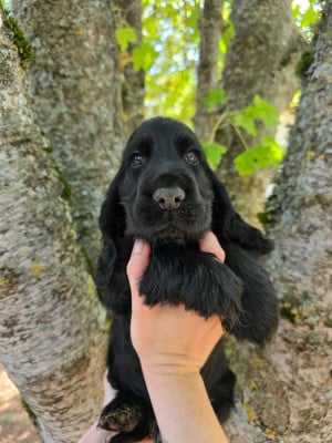 Les chiots de Cocker Spaniel Anglais
