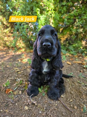 Les chiots de Cocker Spaniel Anglais