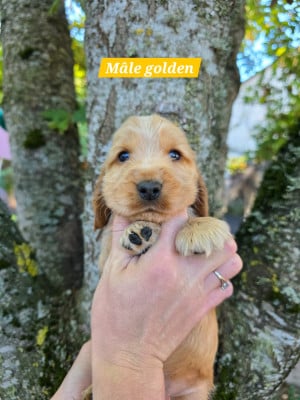 Les chiots de Cocker Spaniel Anglais