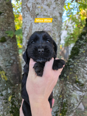 Les chiots de Cocker Spaniel Anglais