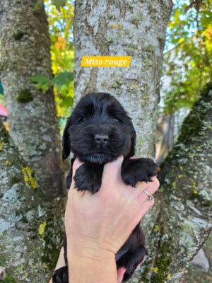 Les chiots de Cocker Spaniel Anglais