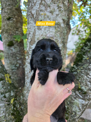 Les chiots de Cocker Spaniel Anglais