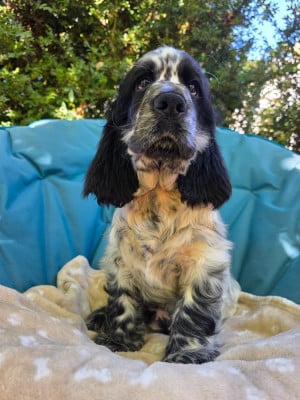 Cocker Spaniel Anglais