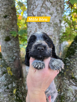 Les chiots de Cocker Spaniel Anglais