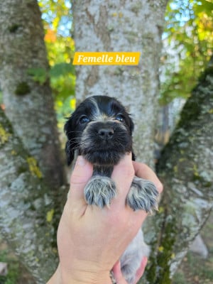 Les chiots de Cocker Spaniel Anglais