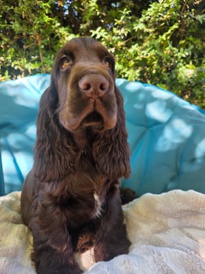 Les chiots de Cocker Spaniel Anglais