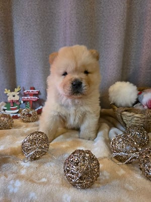 Les chiots de Chow Chow