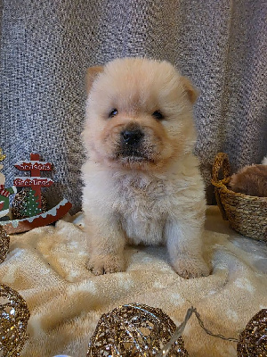 Les chiots de Chow Chow
