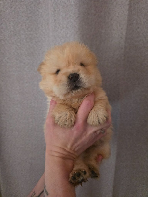 Les chiots de Chow Chow