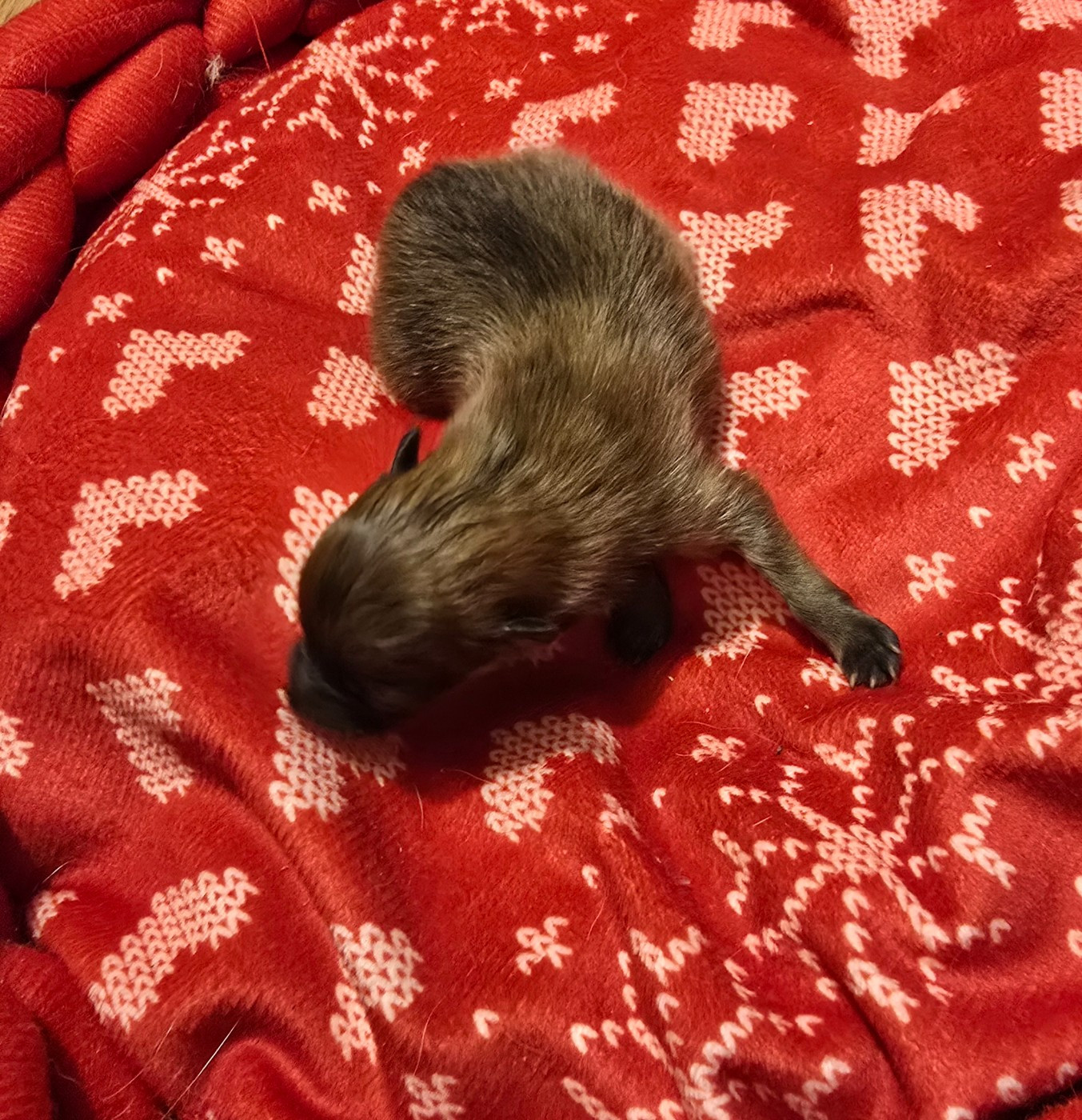Chiot N°1