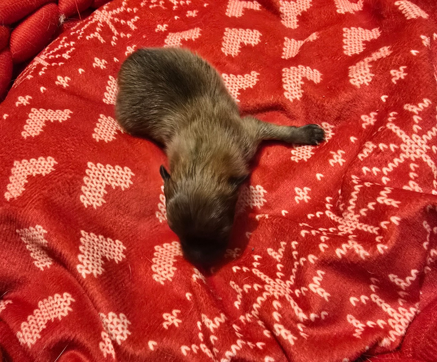 Chiot N°1