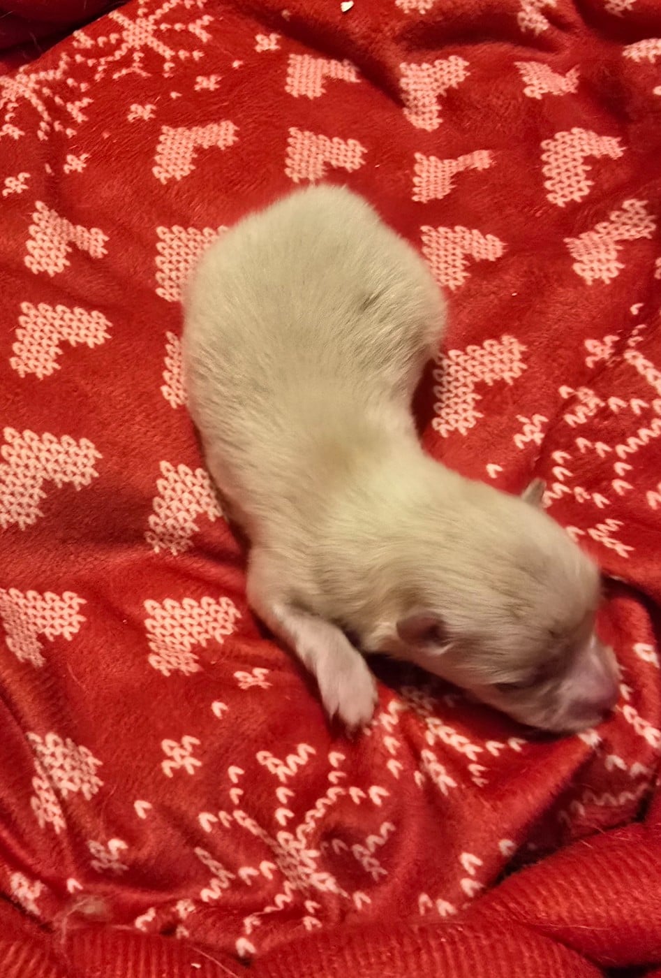 Chiot N°2