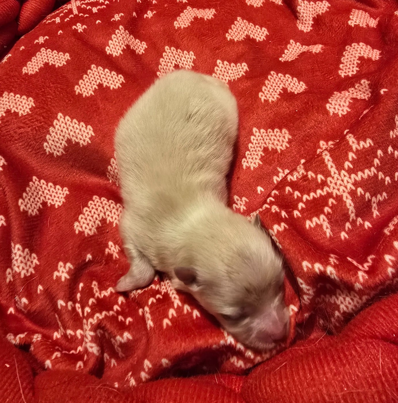 Chiot N°2