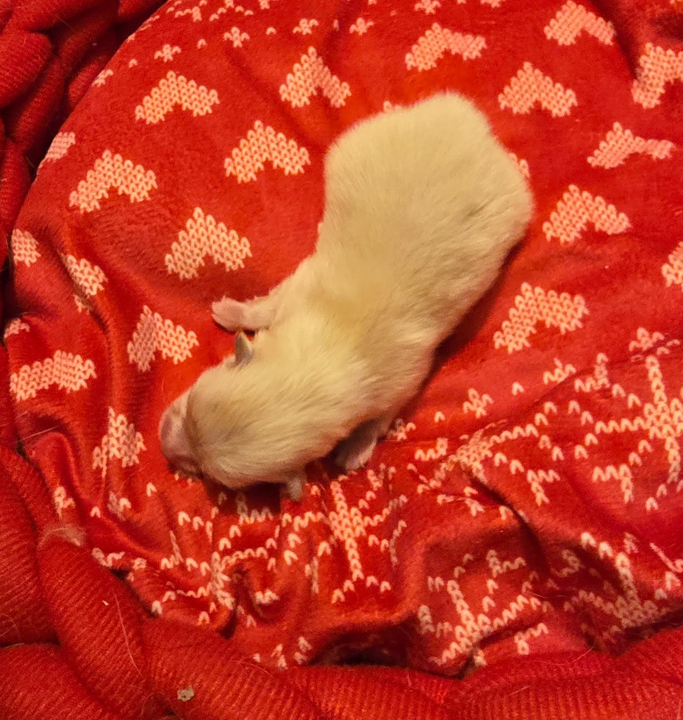 Chiot N°2