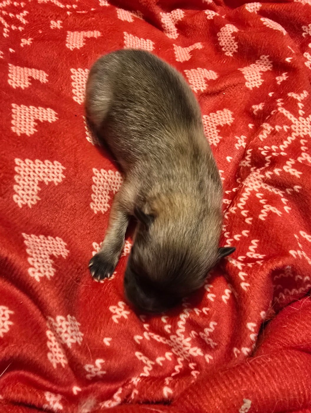 Chiot N°3