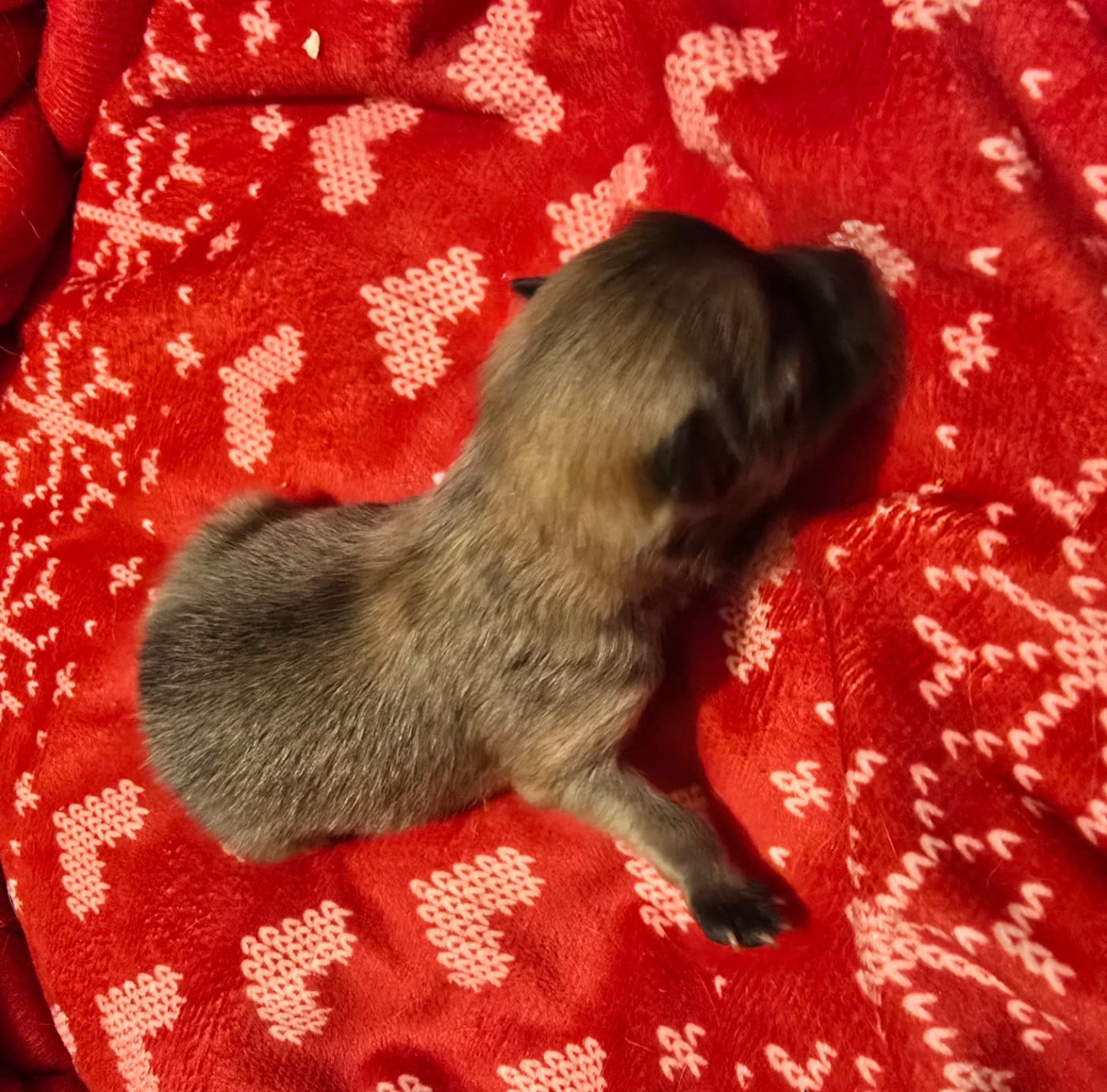 Chiot N°3