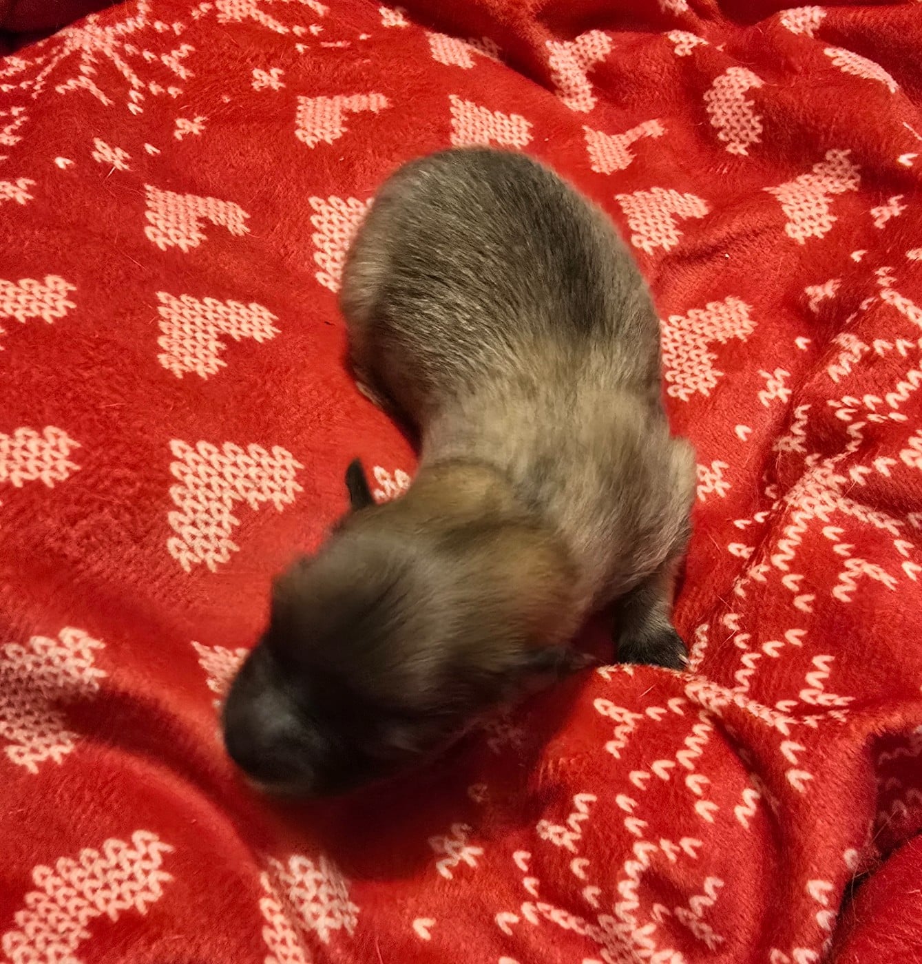 Chiot N°3