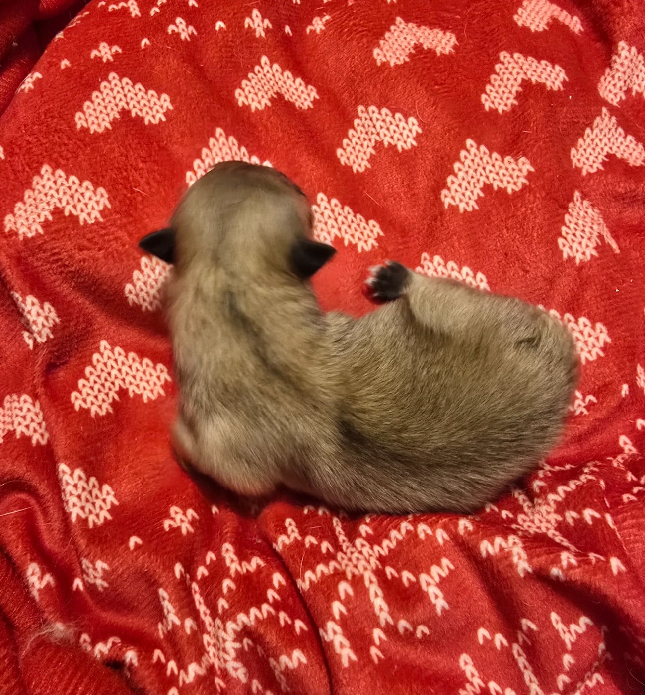 Chiot N°4