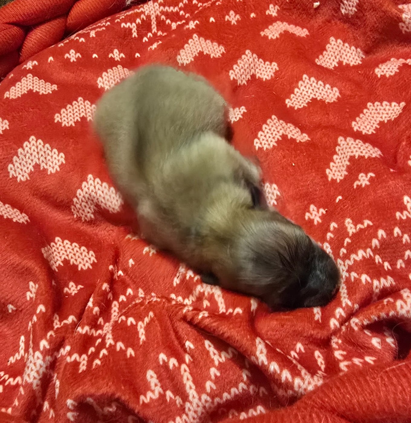 Chiot N°4