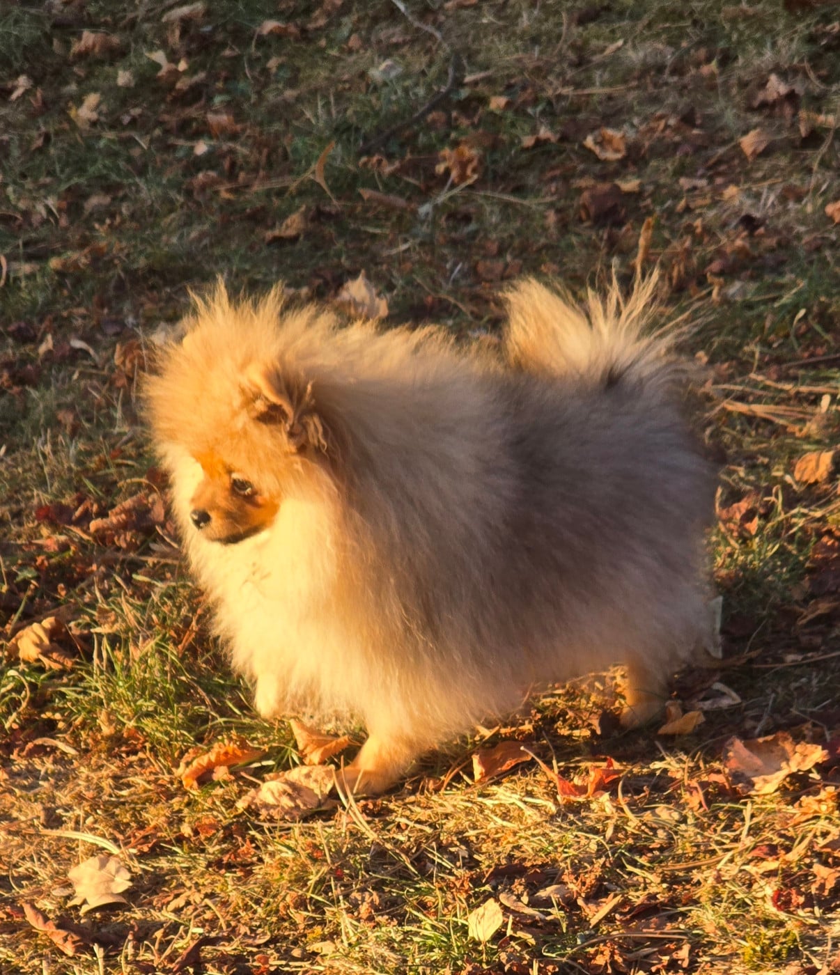 Chiot N°1