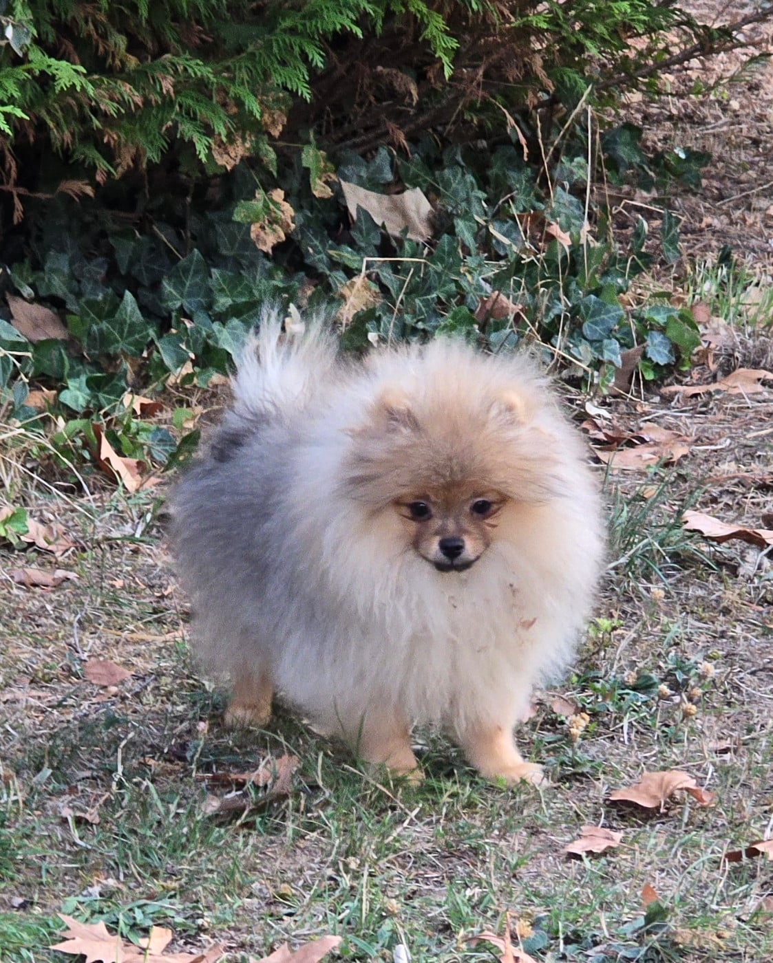 Chiot N°1