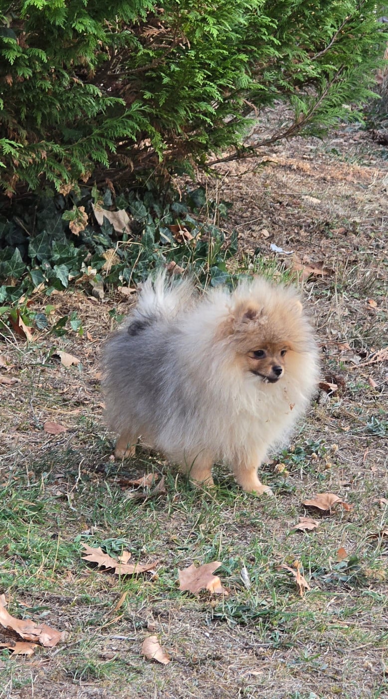 Chiot N°1