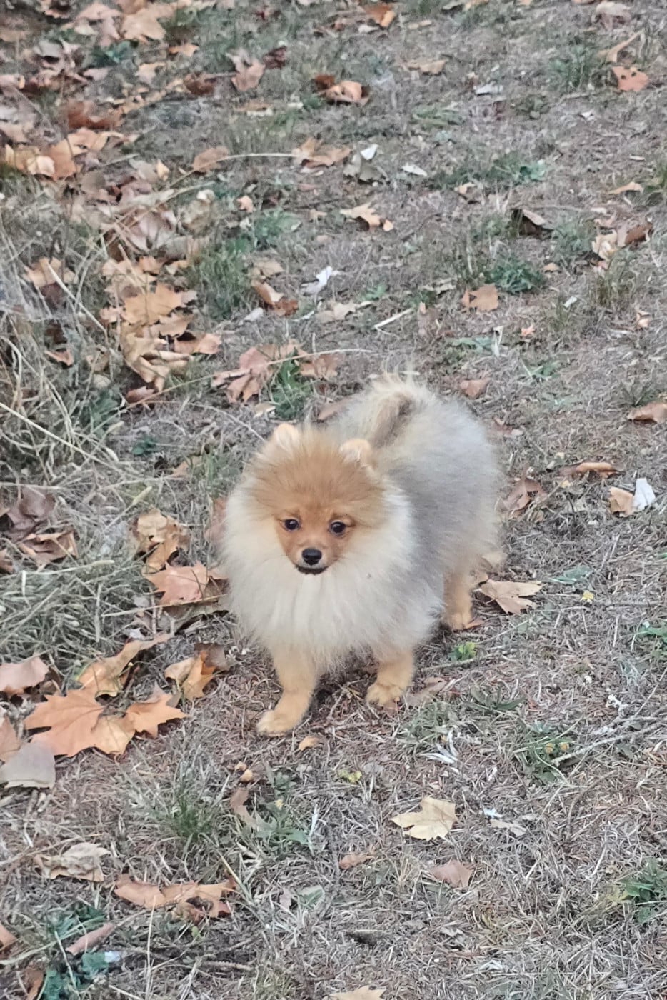 Chiot N°4