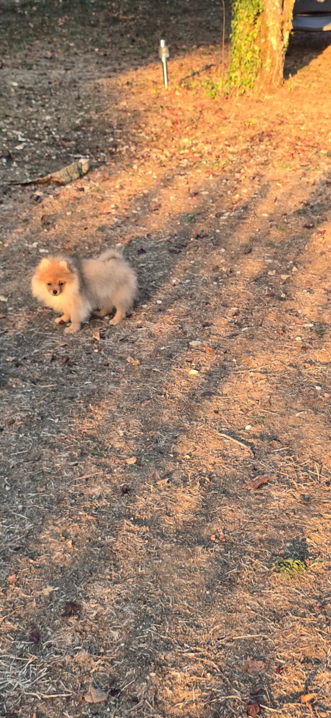 Chiot N°4