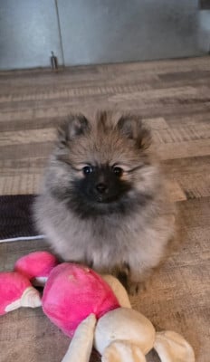 Les chiots de Spitz allemand