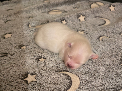 Les chiots de Spitz allemand