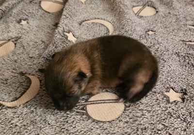 Les chiots de Spitz allemand