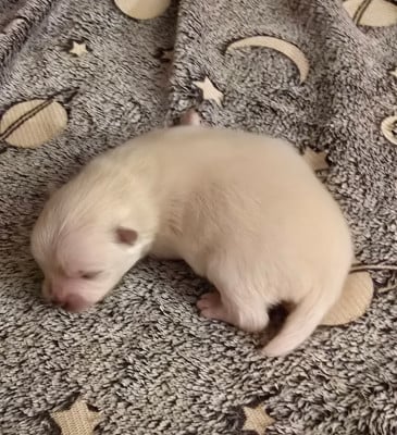 Les chiots de Spitz allemand