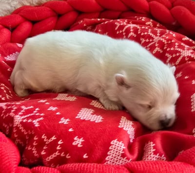 Les chiots de Spitz allemand