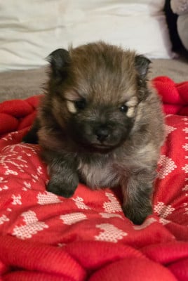 Les chiots de Spitz allemand