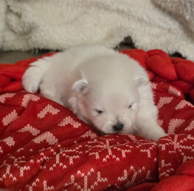 Les chiots de Spitz allemand