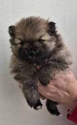 Les chiots de Spitz allemand