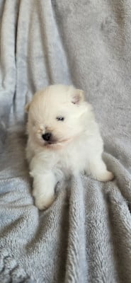 Les chiots de Spitz allemand