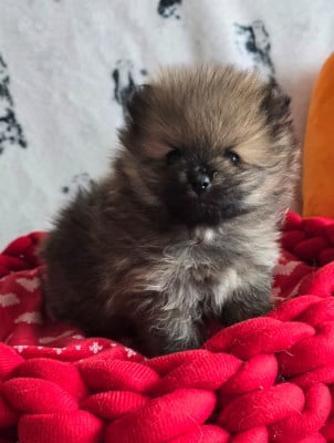 Les chiots de Spitz allemand