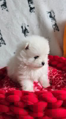 Les chiots de Spitz allemand