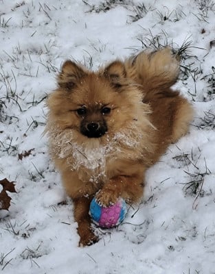 Les chiots de Spitz allemand