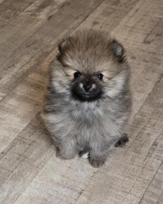 Les chiots de Spitz allemand