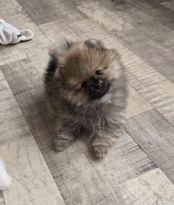 Les chiots de Spitz allemand