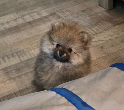 Les chiots de Spitz allemand