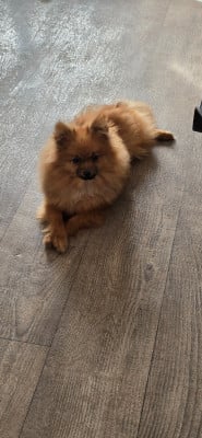 Les chiots de Spitz allemand